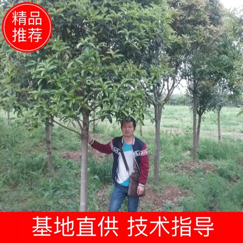 丹桂树，冠幅2.5~3米，树型漂亮，成活率高，量大从优