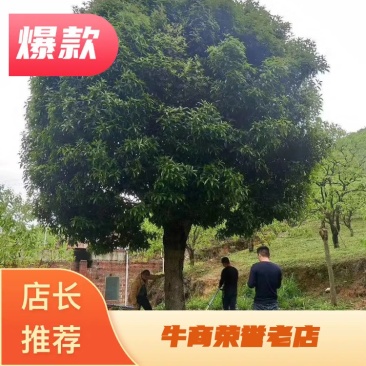 丹桂树，高杆四季桂米径15一20公分，树型好，成活率高。