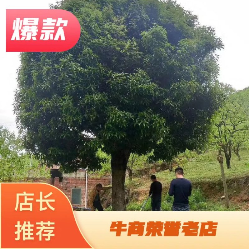 丹桂树，高杆四季桂米径15一20公分，树型好，成活率高。