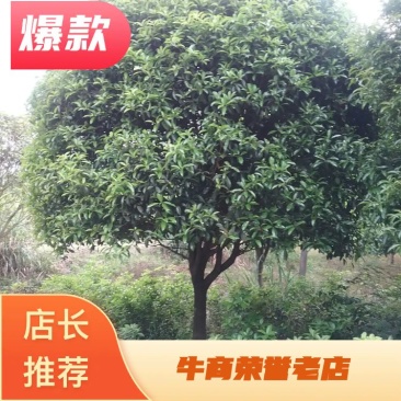 金桂树18~20cm3.5~4米2~3米