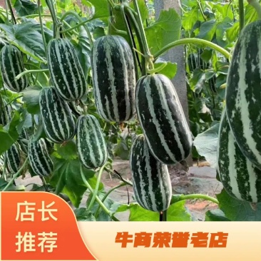 博洋九甜瓜产地货源代收代发对接电商批发市场