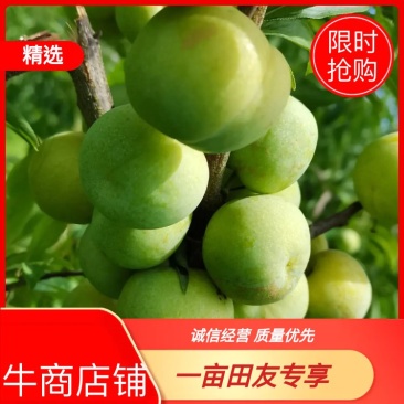 贵州糖脆李蜂糖李脱骨李空心李高端水果现采现发