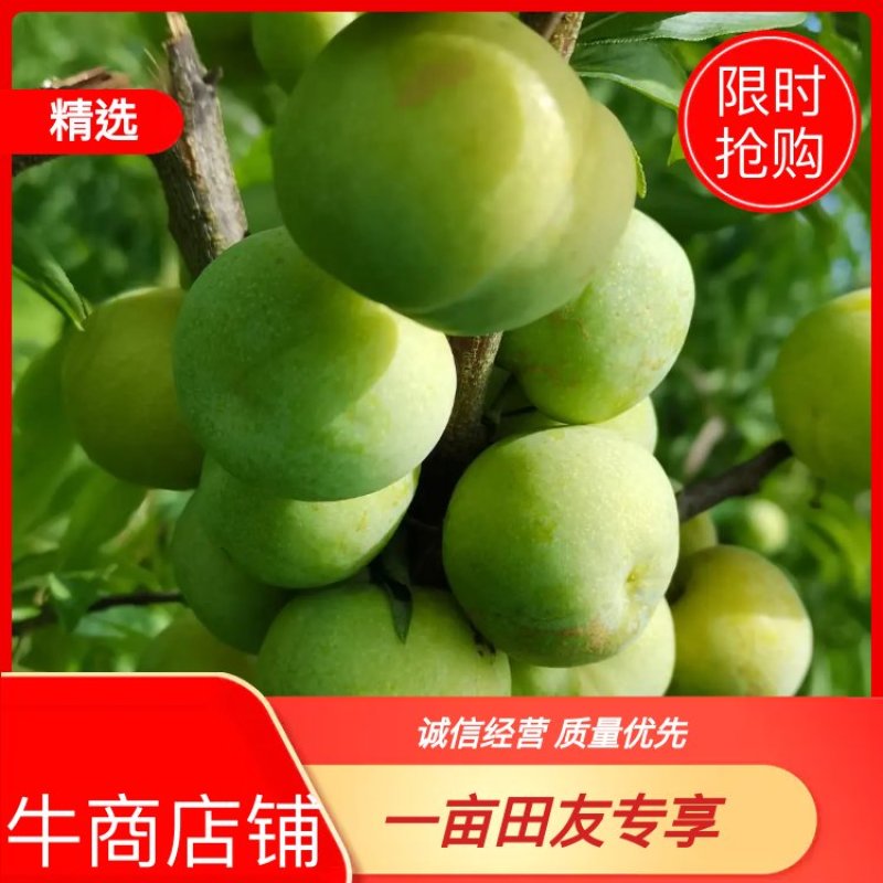 贵州糖脆李蜂糖李脱骨李空心李高端水果现采现发
