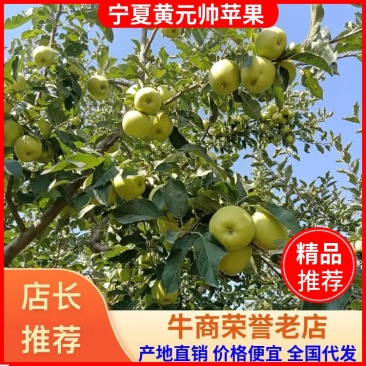 宁夏苹果，黄元帅苹果，产地直发，脆甜可口，批发量大
