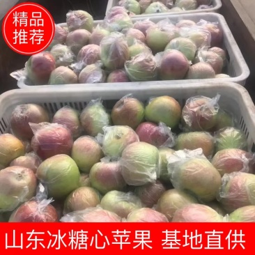 山东优质冰糖心红露苹果种植基地产地批发量大从优