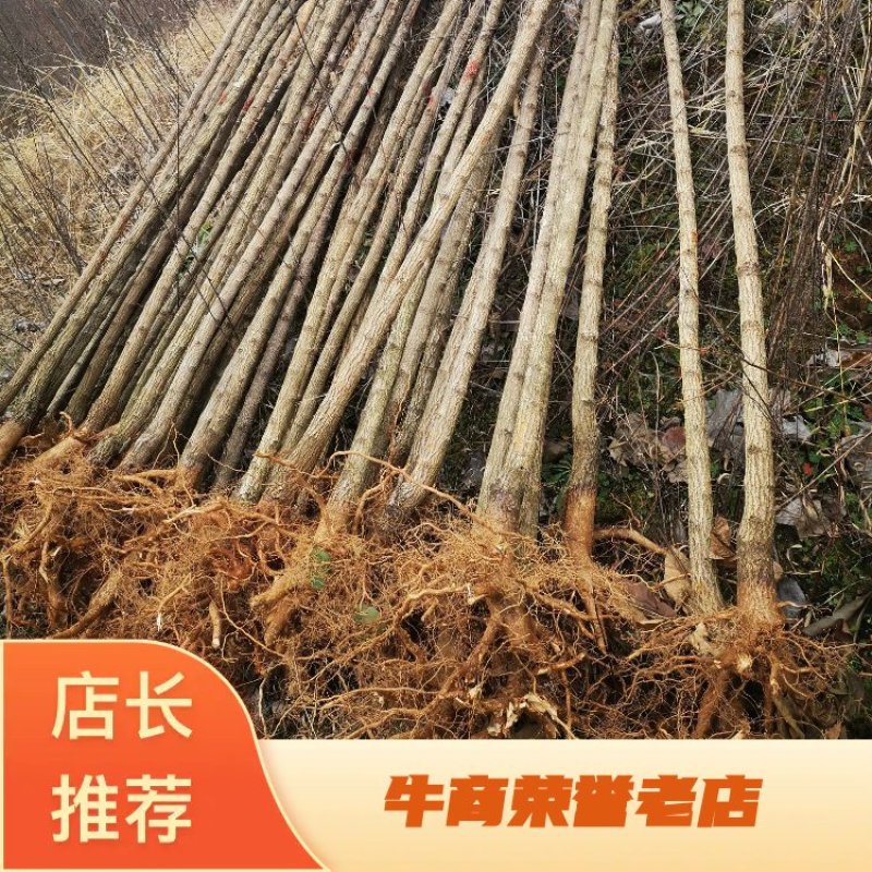 【元宝枫】钢管直米径2—4公分自家基地清地处理