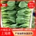实力精品油菜上海青质量保障大棚直接装车可视频看货诚信合作