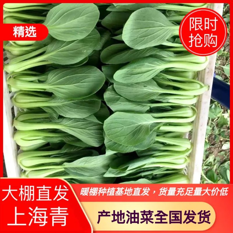 实力精品油菜上海青质量保障大棚直接装车可视频看货诚信合作