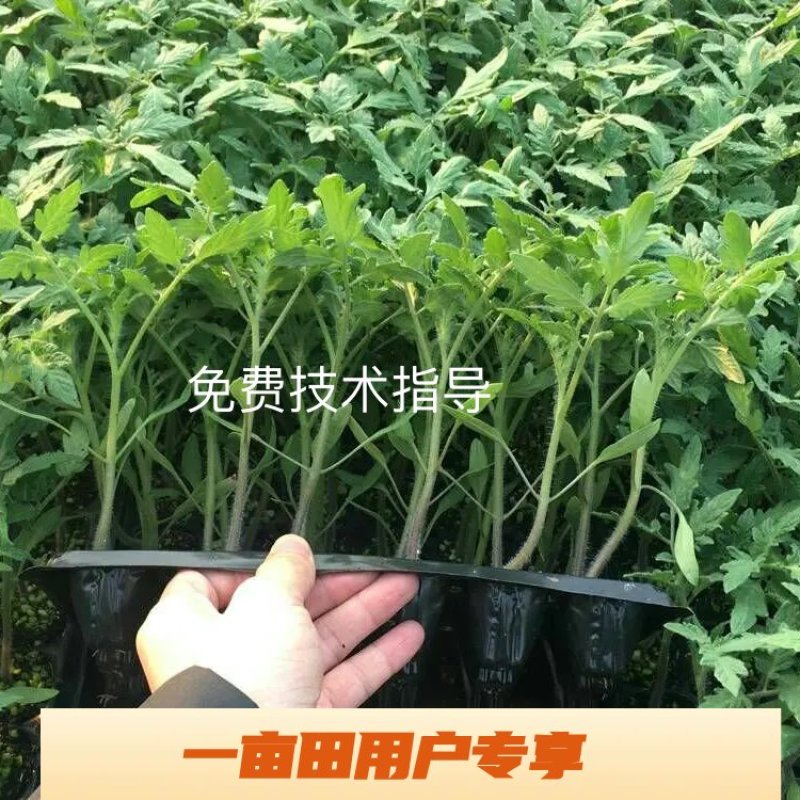 西红柿苗，进口品种，高抗病，大果型，四叶一心，厂家常年直供包