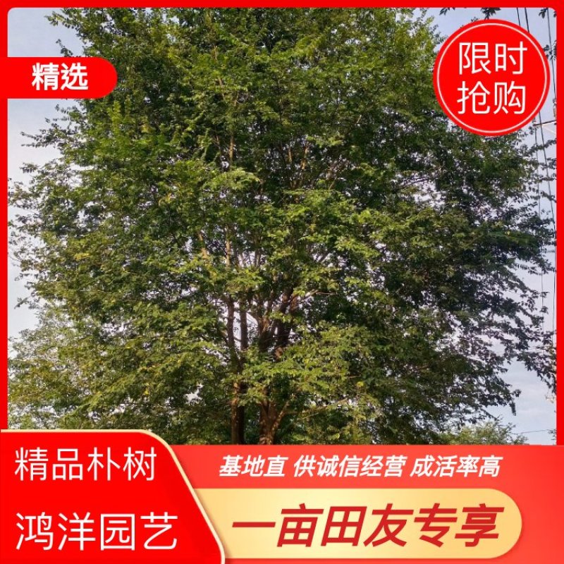 朴树，大型朴树种植专供，专业人士精心培育【鸿洋园艺】