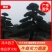 罗汉松，精品罗汉松，罗汉松造型树，造型罗汉松控根苗