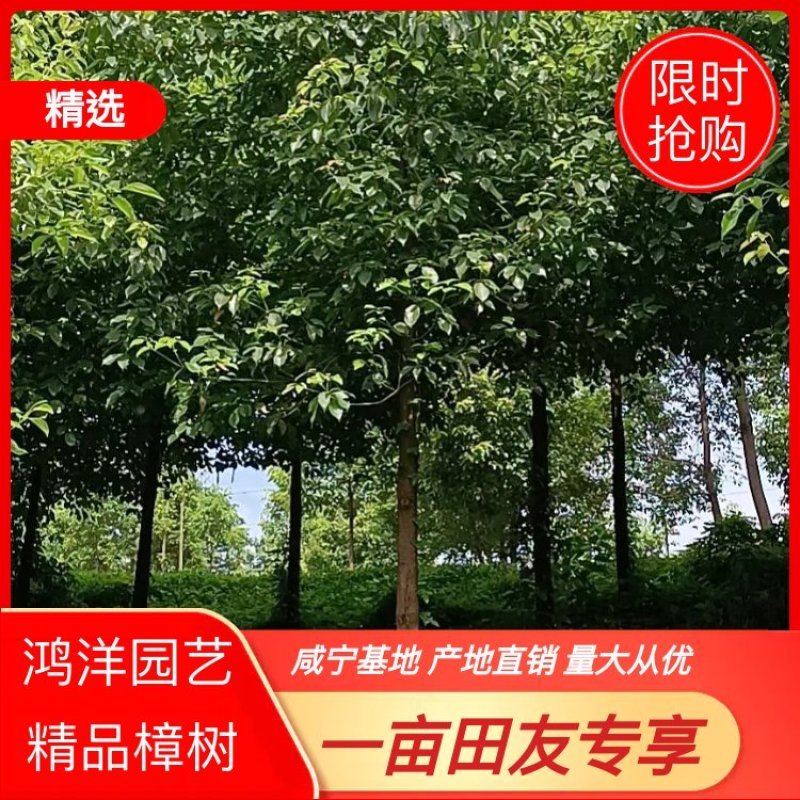 樟树，香樟，咸宁基地香10至12公分全冠香樟，精品香樟，