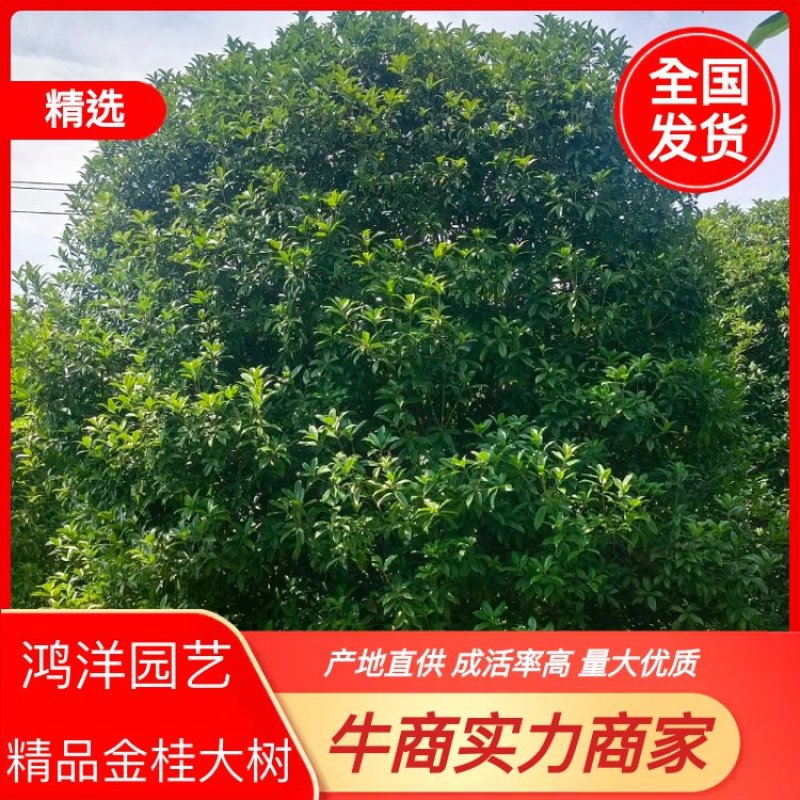 桂花，桂花树，丛生桂花树，3米，4米冠【鸿洋园艺】