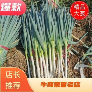 河南精品大葱，钢葱，封沟葱，基地直供，代发全国。