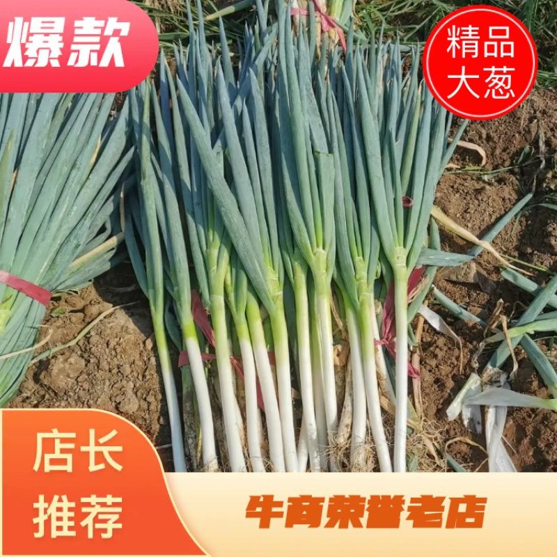 河南精品大葱，钢葱，封沟葱，基地直供，代发全国。