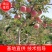【爆品推荐】大量供应早熟苹果，富士王秦燕，花冠苹果