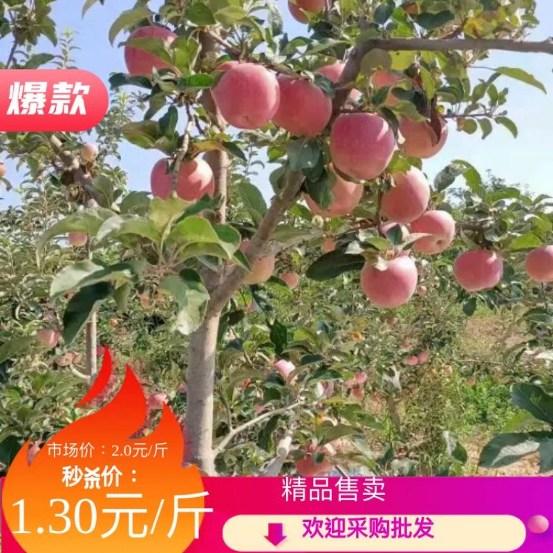 【爆品推荐】大量供应早熟苹果，富士王秦燕，花冠苹果