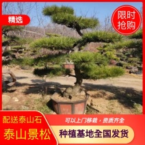 泰山景松配泰山石，造型松，迎客松，大小齐全，包安装。