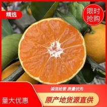 湖北高山蜜桔，一件，果园发直发，视频，货