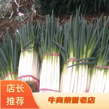 江苏启东大葱种植基地直销，刚葱基地，，，