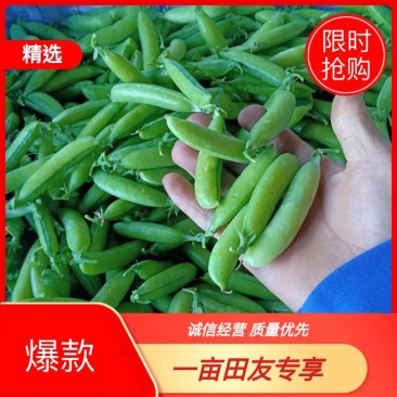 豌豆，青豌豆，籽粒饱满，中豌9号，中碗6号，荣涛9号