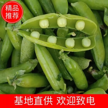 青豌豆，豌豆荚，中豌6号，中豌9号，子粒饱满，