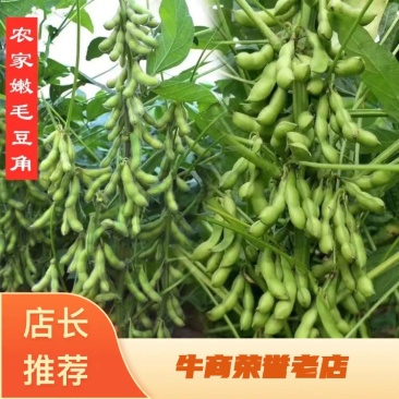 启东，翠绿宝，毛豆，精品大板型，条型好，商品性好