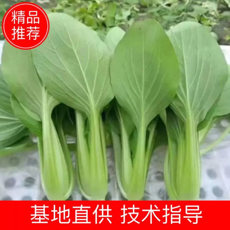 优质精品上海青大量上市产地直销，非常新鲜，欢迎采购