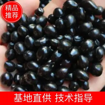 山豆根种子颗粒饱满全国包邮基地直销欢迎采购
