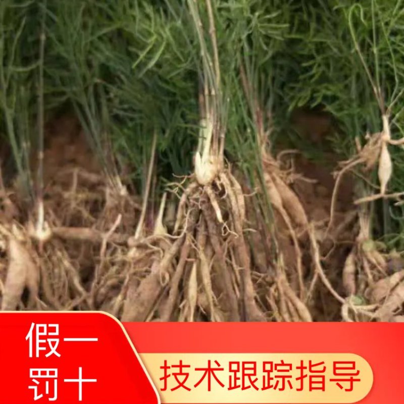 天冬种子天门冬基地直销量大优惠支持货到付款