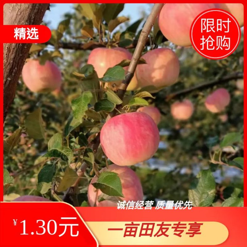 【爆品推荐】大量供应早熟苹果，富士王秦燕，花冠苹果