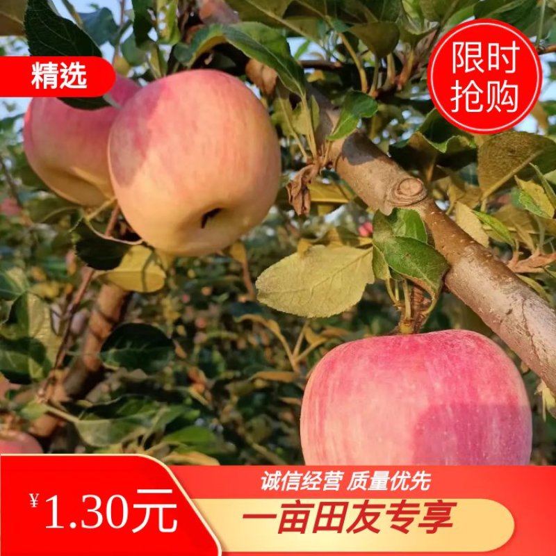 【爆品推荐】大量供应早熟苹果，富士王秦燕，花冠苹果