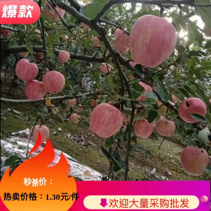 【爆品推荐】大量供应早熟苹果，富士王秦燕，花冠苹果