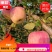 【爆品推荐】大量供应早熟苹果，富士王秦燕，花冠苹果