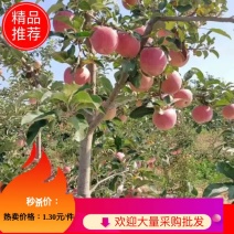 【爆品推荐】大量供应早熟苹果，富士王秦燕，花冠苹果