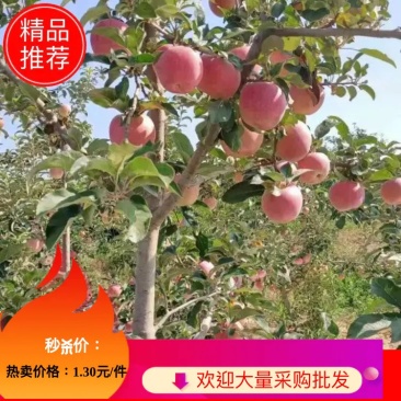 【爆品推荐】大量供应早熟苹果，富士王秦燕，花冠苹果