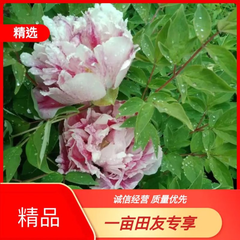牡丹，精品紫斑牡丹百年牡丹庭院种观赏送礼香味飘飘