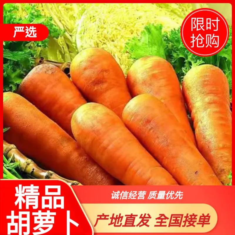【有好货】产地直发精品胡萝卜大量上市一手货源量大从优