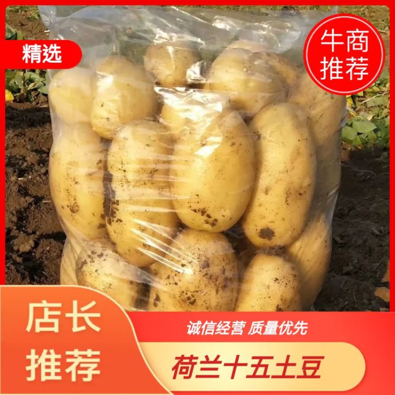 基地代办，希森六号，V7土豆，黄金薯，沃土土豆四两以上