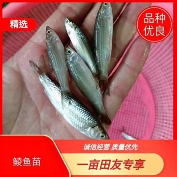 赤眼鱼苗、水花、赤眼鲮鱼苗.场地直销，技术指导，诚信合作