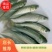 大量出售草鱼苗、草鱼水花、己打疫苗、规格齐全、一手货源，