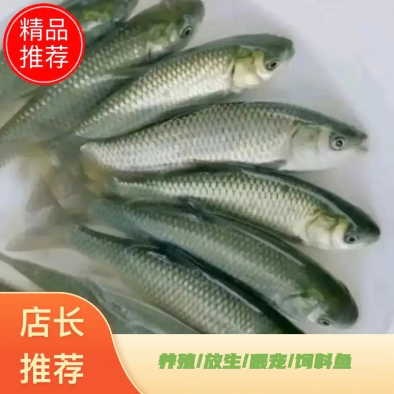 大量出售草鱼苗、草鱼水花、己打疫苗、规格齐全、一手货源，