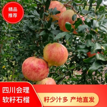 会理软籽石榴5斤装大果.新鲜水果无籽包邮