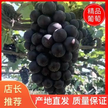 【热卖】辽宁北镇精品巨峰葡萄大量上市甜度高电商一件代发