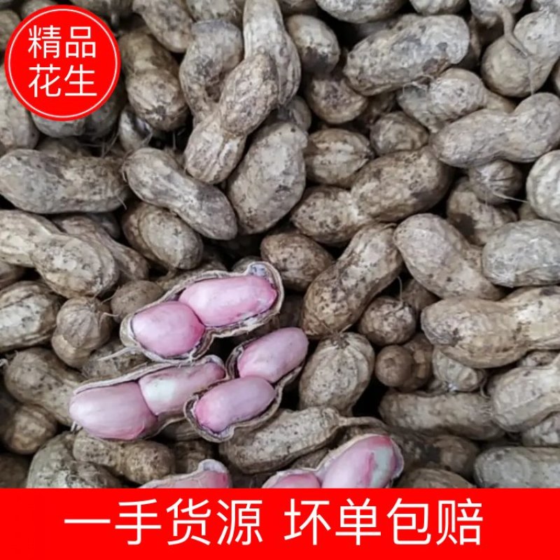 【花生】湖北精品花生小白沙湿花生基地直发欢迎选购