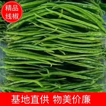 【冰点价】商丘精品鲜辣椒线椒细长条硬度好现场挑货满意为止