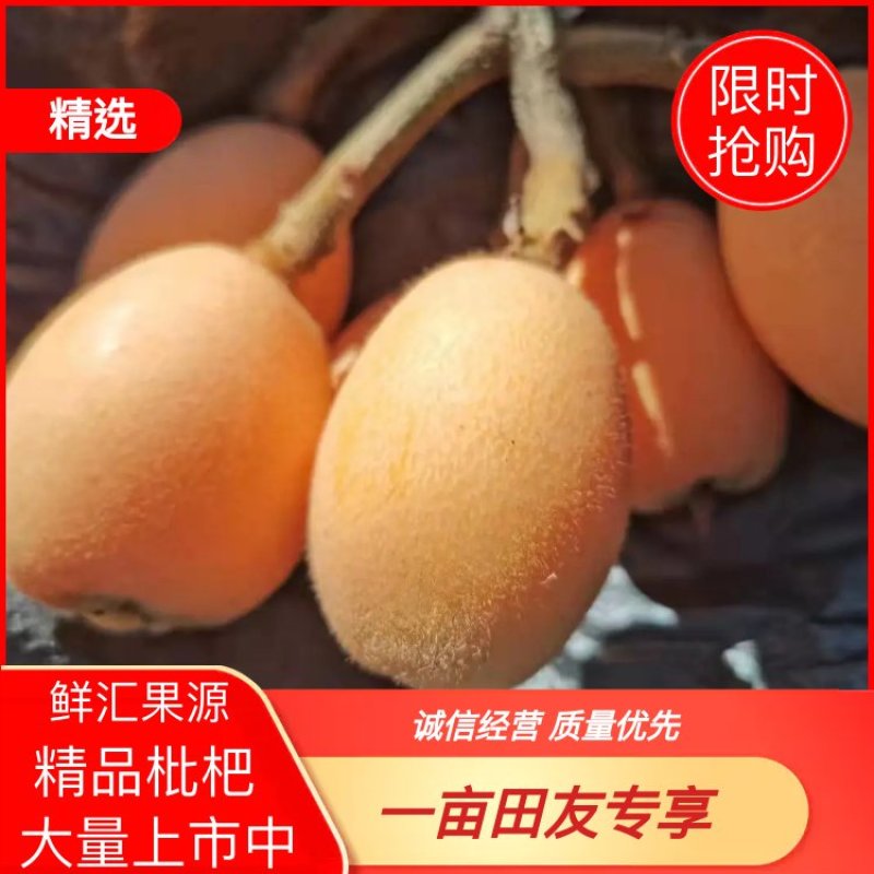 【枇杷】四川枇杷货源充足产地直发物美价廉量大货优