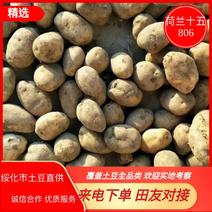 【强力荐】荷兰七号土豆冲击市场低价优质服务实力供货