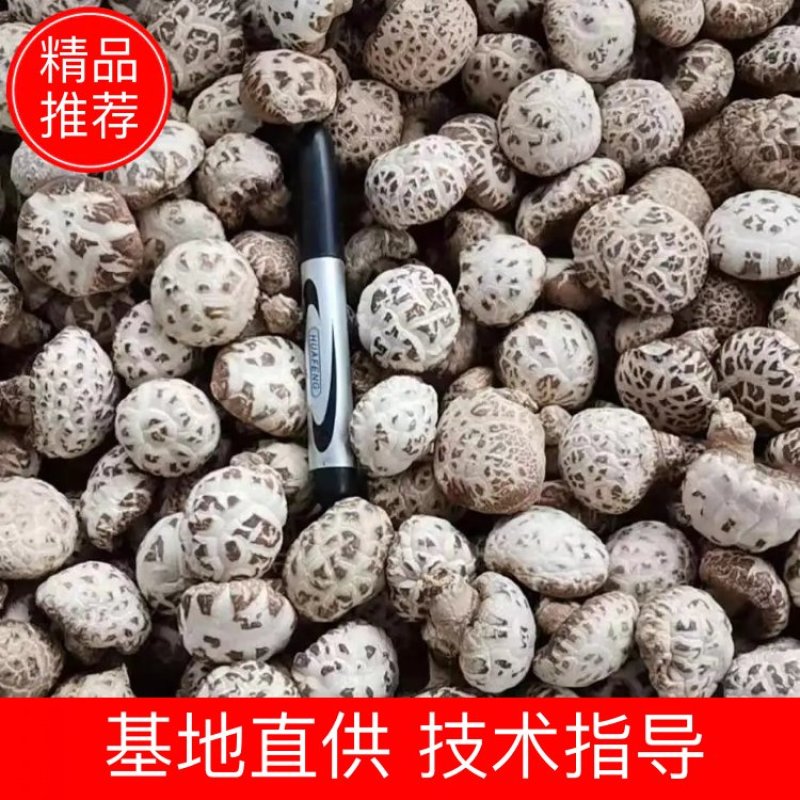 花菇，大花菇，小花菇，现货供应，一手货源，价格美丽