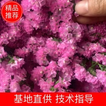 云南鲜花，勿忘我，情人草，火爆产品，价格美丽，质量保证